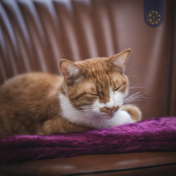 BIORELAX Tierkissen mit Klein’sche Felder Pads