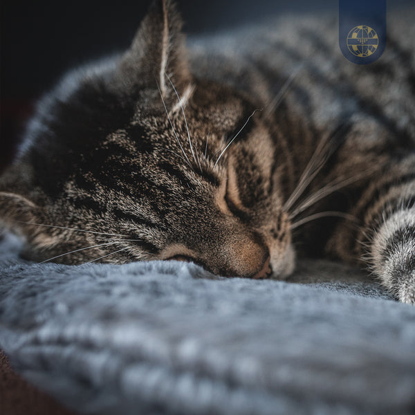 BIORELAX Tierkissen mit Klein’sche Felder Pads