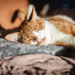 BIORELAX Tierkissen mit Klein’sche Felder Pads