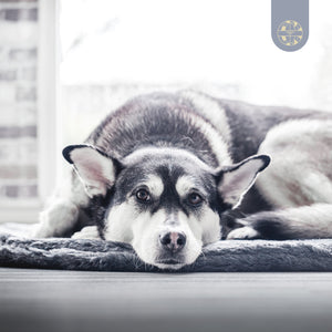 BIORELAX Tierkissen mit Klein’sche Felder Pads