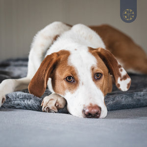 BIORELAX Tierkissen mit Klein’sche Felder Pads