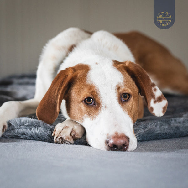 BIORELAX Tierkissen mit Klein’sche Felder Pads